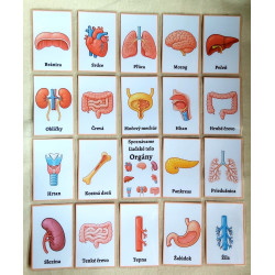 Spoznávame Ľudské telo - Orgány