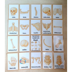 Spoznávame Ľudské telo - Kosti